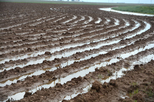 Brazos Valley cotton looks good, despite late start - Texas Farm