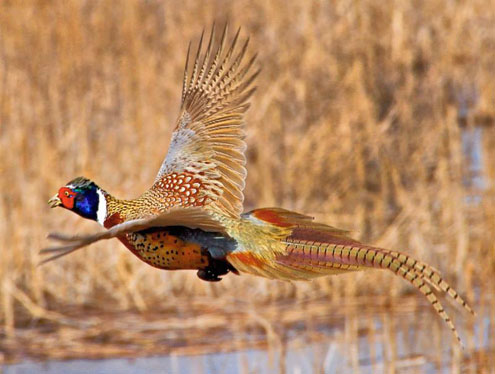 Ring-necked Pheasant  Oklahoma Department of Wildlife Conservation