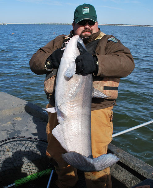 Texas Parks and Wildlife launches big blue catfish study - North Texas  e-News