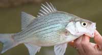 On your mark, get set for the white bass run - North Texas e-News