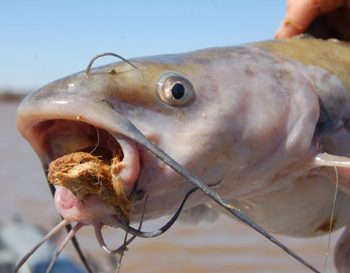 Shallow water channel catfish bite - printed from North Texas e-News