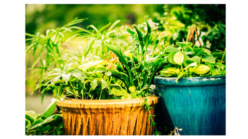 Container gardening, or why we love to grow in small spaces