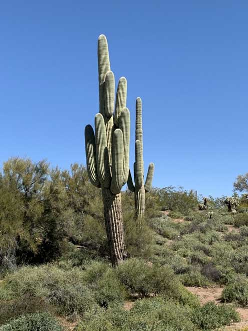 NEW '47 Las Vegas Raiders Hat Womens One Size Strap Baseball Cap NFL Cactus