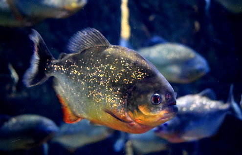 Native Fish Population Predicted to Rise After Major Expansion of Texas Port