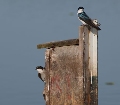 north texas tree swallows