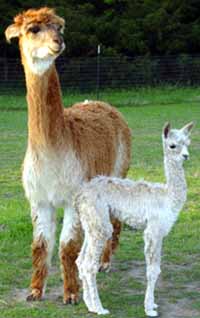 Public invited to visit alpaca farm Saturday - North Texas e-News