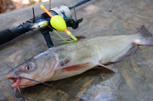 The best catfish bait - printed from North Texas e-News