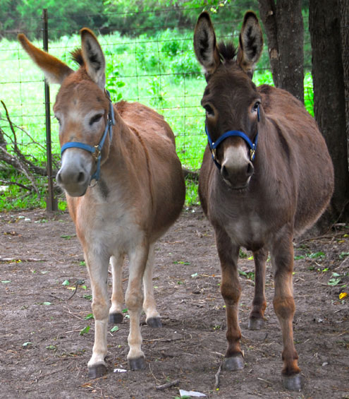 Gainesville couple generously donate miniature donkeys - Debut at ...