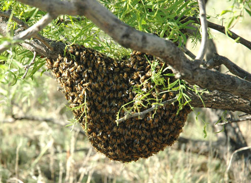 New tax code changes give beekeepers a break - North Texas e-News