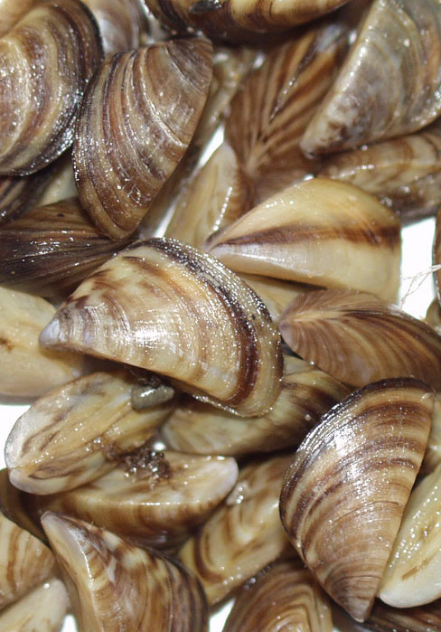 Zebra mussels spreading in Texas lakes - North Texas e-News